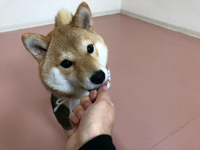 トレーニングブログ_f0357682_15275848.jpeg