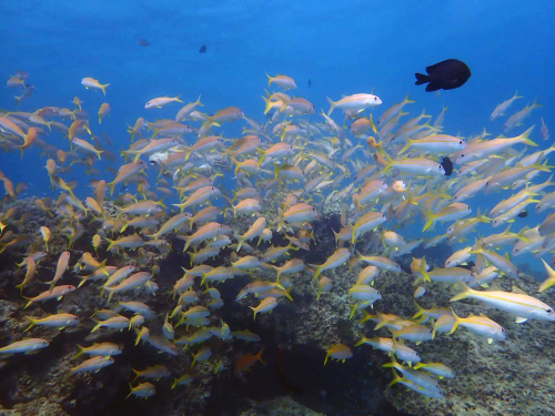 ラチャヤイ島 ナイス体験ダイビング(*^_^*)_f0144385_22472577.jpg