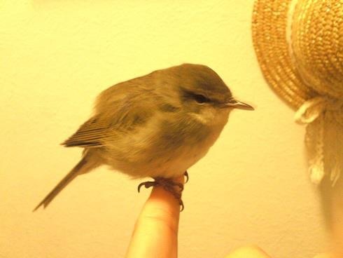 野鳥が手のひらで眠る_a0247891_21253195.jpeg