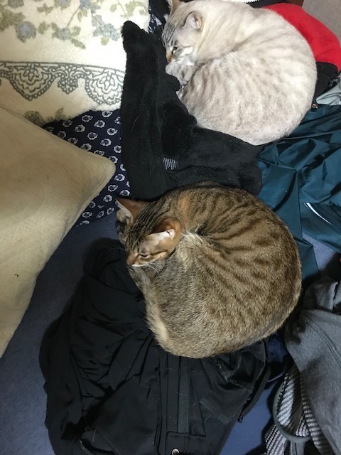 毛だらけな家族_f0232994_01521833.jpg