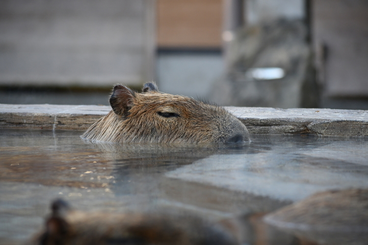 カピバラ温泉（いや、お風呂？）　＠日本平動物園_f0337097_22293266.jpg