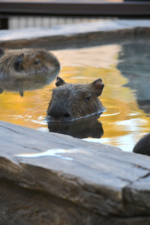 カピバラ温泉（いや、お風呂？）　＠日本平動物園_f0337097_22340792.jpg