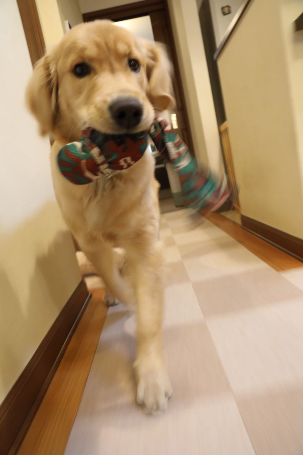ご飯の前だけいい子♪_b0275998_10155991.jpg