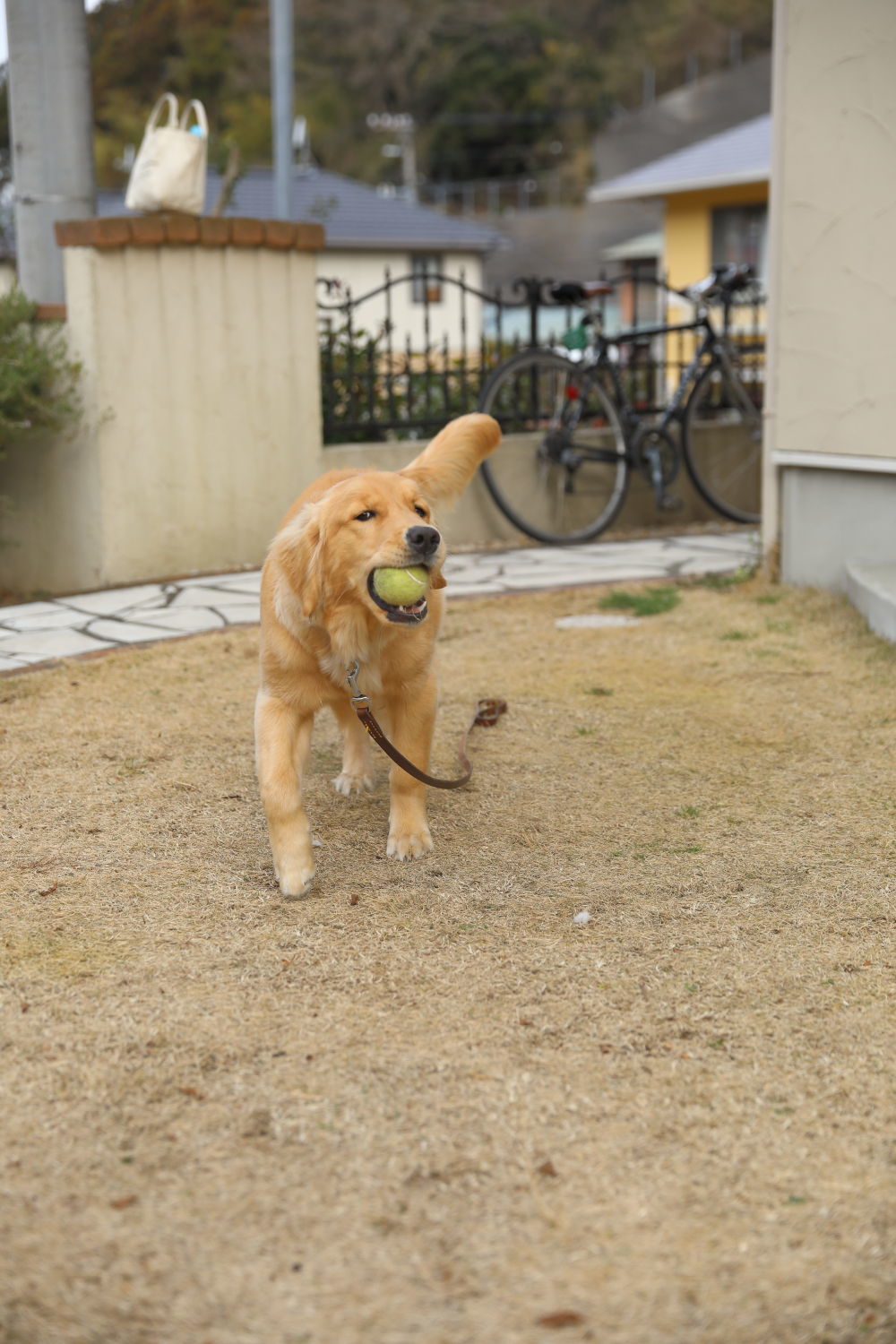 ご飯の前だけいい子♪_b0275998_10171709.jpg