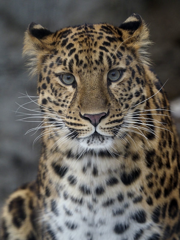 ヒョウの剥製 大型 husigikann_unnpyou_TP_V1.jpg