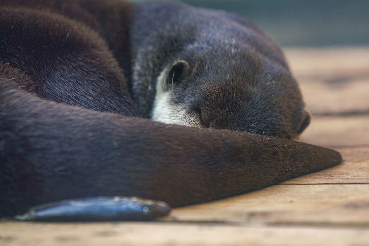 盗っ人一味 濡羽色のマントの巻 がらくーた