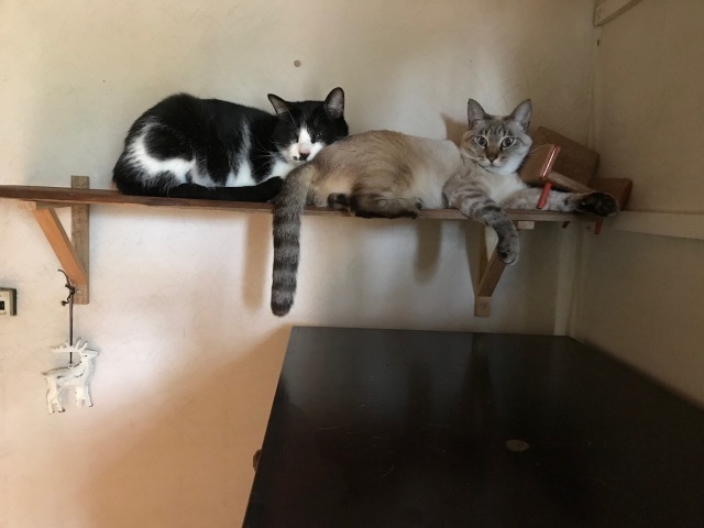 猫に占領される_d0101846_16274743.jpeg