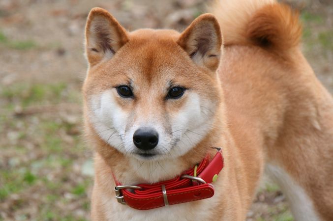 ワンコホテル『ビビちゃん、なごみちゃん、ニポポ君、てまりちゃん、ナナちゃん』_e0364854_13143610.jpg