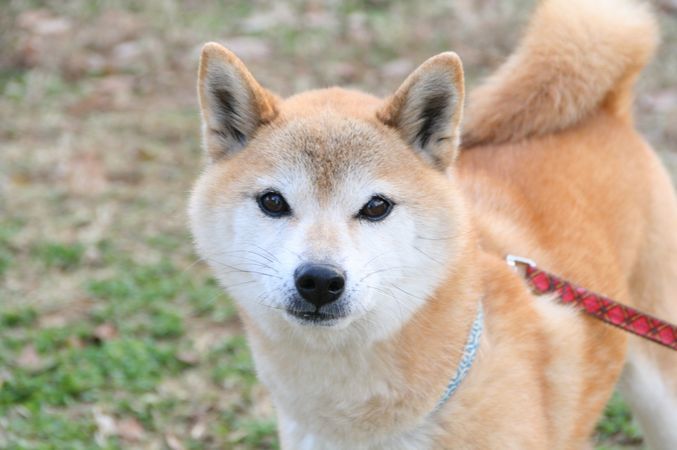 ワンコホテル『ビビちゃん、なごみちゃん、ニポポ君、てまりちゃん、ナナちゃん』_e0364854_13194581.jpg