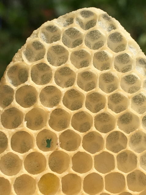 ミツバチが一日で制作した巣_e0303355_06402428.jpg