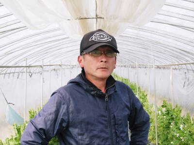 スナップエンドウ「シャキ甘“菊光”」 令和2年の出荷は2月中旬より 今年は2回仕立てで元気に成長中!_a0254656_17123645.jpg