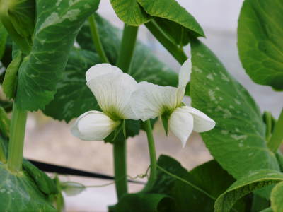 スナップエンドウ「シャキ甘“菊光”」 令和2年の出荷は2月中旬より 今年は2回仕立てで元気に成長中!_a0254656_17163323.jpg
