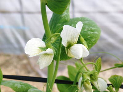 スナップエンドウ「シャキ甘“菊光”」 令和2年の出荷は2月中旬より 今年は2回仕立てで元気に成長中!_a0254656_17191533.jpg
