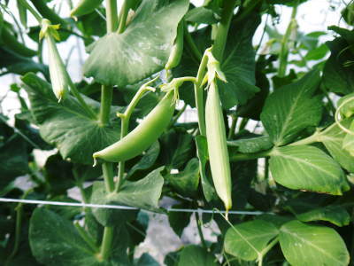 スナップエンドウ「シャキ甘“菊光”」 令和2年の出荷は2月中旬より 今年は2回仕立てで元気に成長中!_a0254656_17340211.jpg