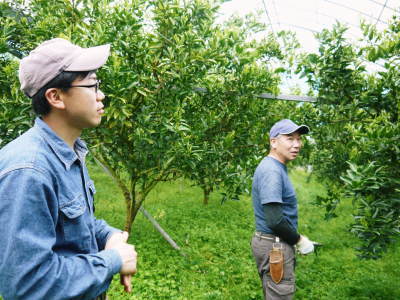 究極の柑橘「せとか」　令和5年の出荷は2月下旬より！完着したせとかを甘く、美味しく仕上げます(前編)_a0254656_18234227.jpg