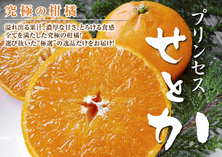 究極の柑橘「せとか」　令和5年の出荷は2月下旬より！完着したせとかを甘く、美味しく仕上げます(前編)_a0254656_18354480.jpg