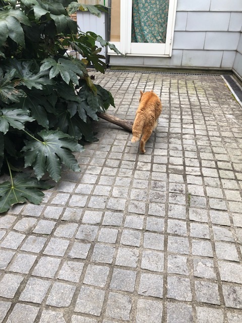 中庭ねこ家のご挨拶_c0228466_00541403.jpg