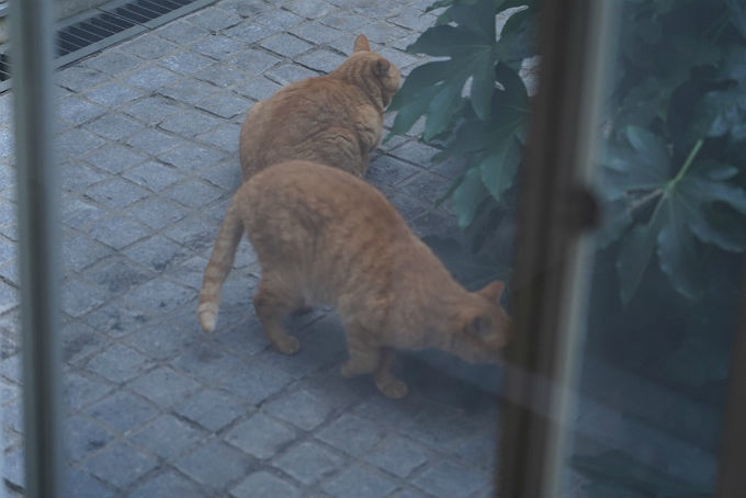 中庭ねこ家のご挨拶_c0228466_00544523.jpg