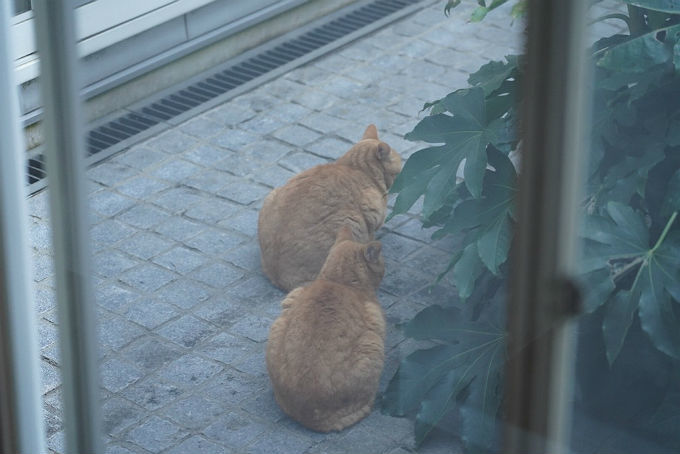 中庭ねこ家のご挨拶_c0228466_00545141.jpg