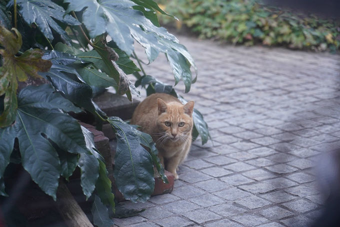 中庭ねこ家のご挨拶_c0228466_00550800.jpg