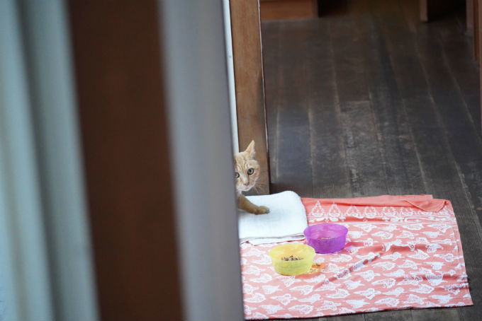 中庭ねこ家のご挨拶_c0228466_00551491.jpg
