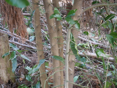 六国見山の棘のあるミカンの木に実 種類は 1 14 北鎌倉湧水ネットワーク