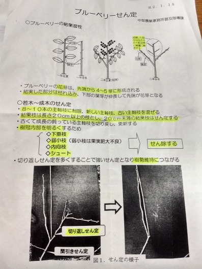 ブルーベリー剪定講習会 Rose Farm ブルーベリー剪定講習会 Rose Farm