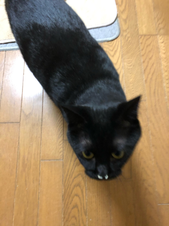 お鼻についているのは?_e0355177_14275518.jpg