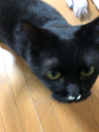 お鼻についているのは?_e0355177_14275676.jpg
