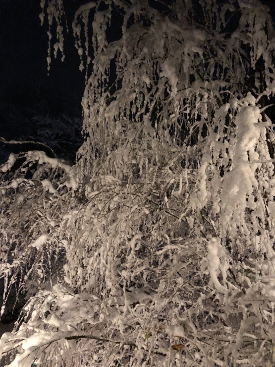 2020年１月１８日　雪降りました_b0098584_18254913.jpeg