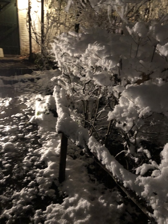 2020年１月１８日　雪降りました_b0098584_18312449.jpeg