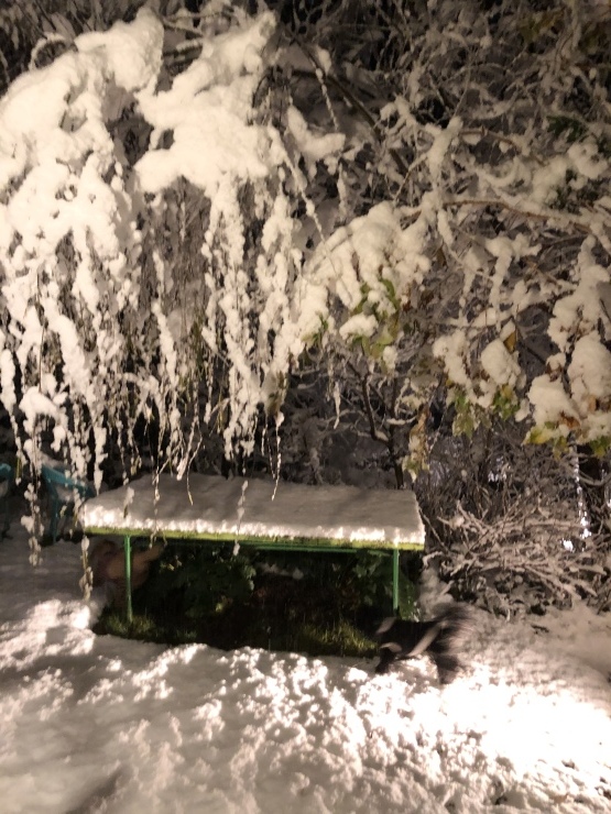 2020年１月１８日　雪降りました_b0098584_18313903.jpeg