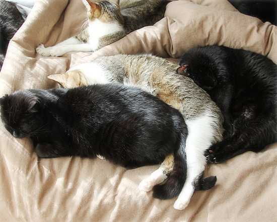 猫のサンドイッチ_a0389088_21013321.jpg