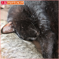 猫のサンドイッチ_a0389088_21013340.jpg