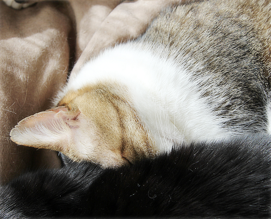 猫のサンドイッチ_a0389088_21013371.jpg