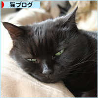 猫のサンドイッチ_a0389088_21013378.jpg