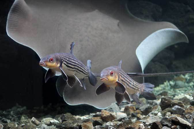 東京タワー水族館からやって来た魚たち タイガーバルブ パーカーホ 板橋区立熱帯環境植物館 続々 動物園ありマス 東京タワー水族館からやって来た魚たち タイガーバルブ パーカーホ 板橋区立熱帯環境植物館 続々 動物園ありマス