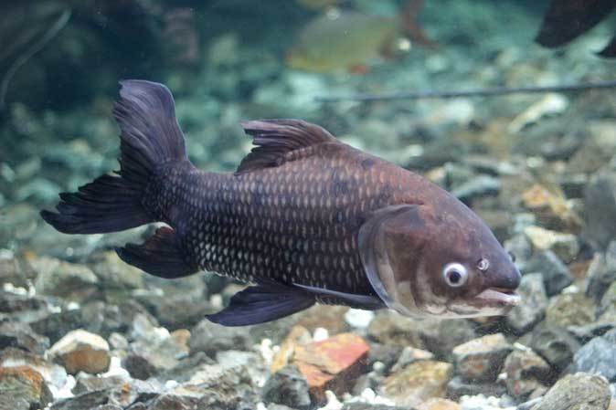 東京タワー水族館からやって来た魚たち タイガーバルブ パーカーホ 板橋区立熱帯環境植物館 続々 動物園ありマス 東京タワー水族館からやって来た魚たち タイガーバルブ パーカーホ 板橋区立熱帯環境植物館 続々 動物園ありマス