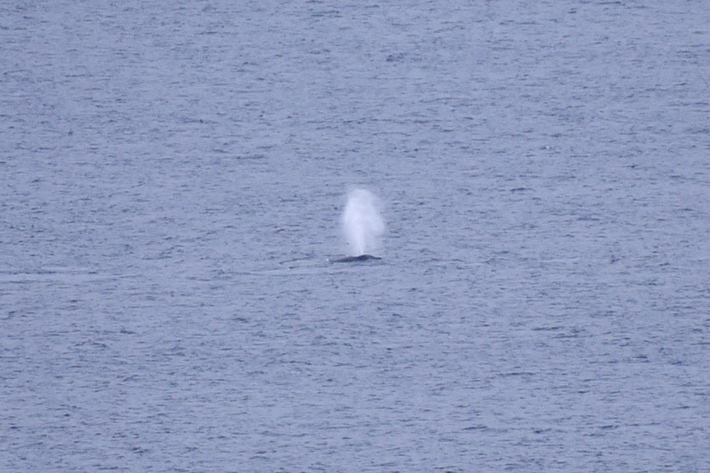サシバのちザトウクジラところによってはアオバト_e0189021_22014339.jpg