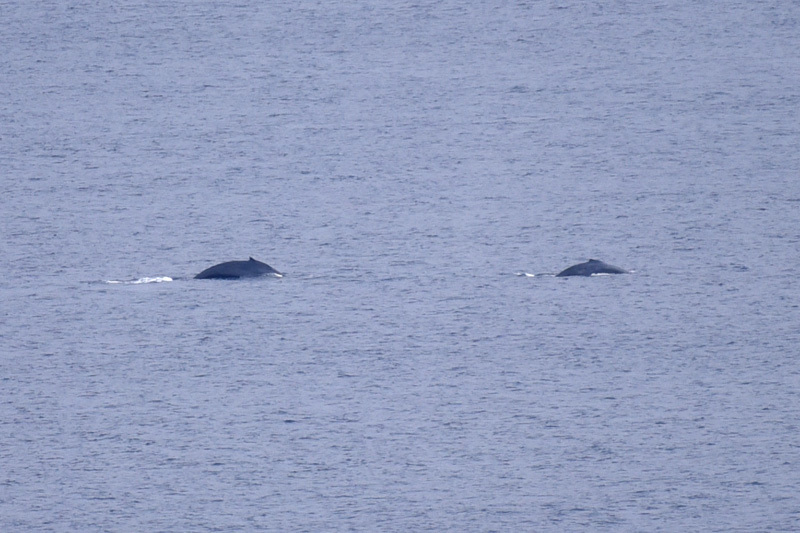 サシバのちザトウクジラところによってはアオバト_e0189021_22014350.jpg