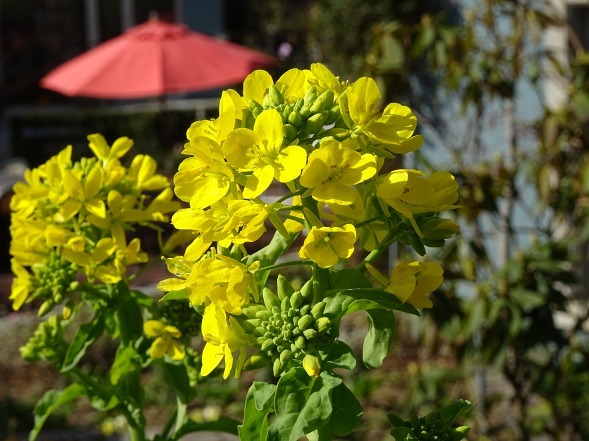 大阪府立花の文化園の菜の花と水仙_b0299042_22102613.jpg