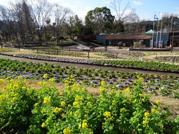 大阪府立花の文化園の菜の花と水仙_b0299042_22103180.jpg