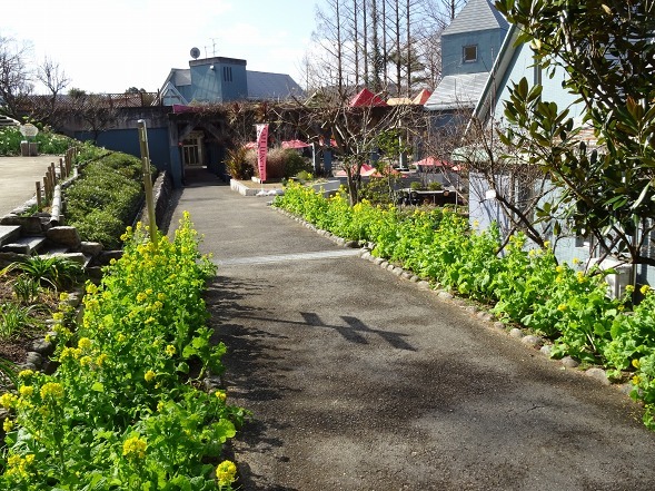 大阪府立花の文化園の菜の花と水仙_b0299042_22104282.jpg
