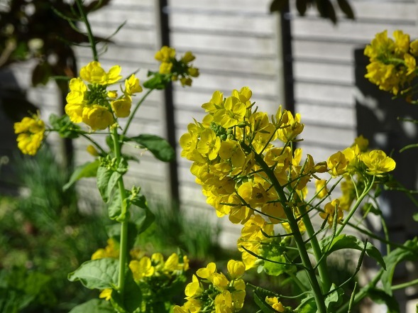 大阪府立花の文化園の菜の花と水仙_b0299042_22104794.jpg