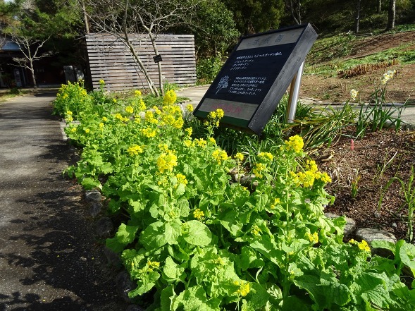大阪府立花の文化園の菜の花と水仙_b0299042_22122294.jpg
