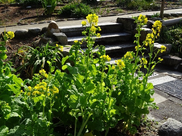 大阪府立花の文化園の菜の花と水仙_b0299042_22122837.jpg