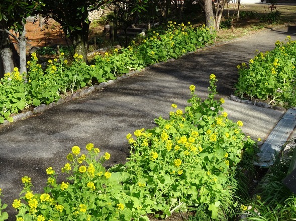 大阪府立花の文化園の菜の花と水仙_b0299042_22123365.jpg