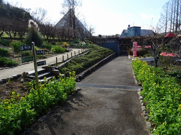 大阪府立花の文化園の菜の花と水仙_b0299042_22123852.jpg