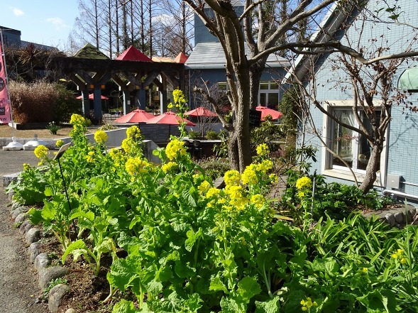 大阪府立花の文化園の菜の花と水仙_b0299042_22124813.jpg