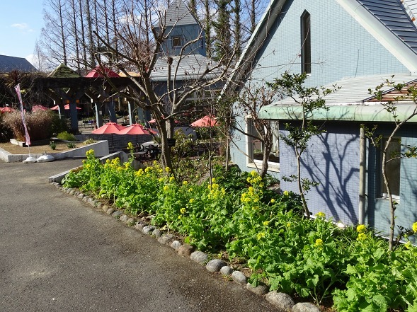 大阪府立花の文化園の菜の花と水仙_b0299042_22125382.jpg